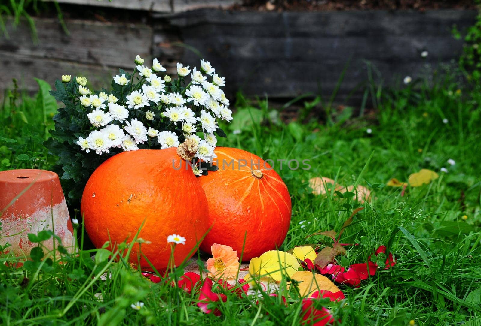 Pumpkin on meadow