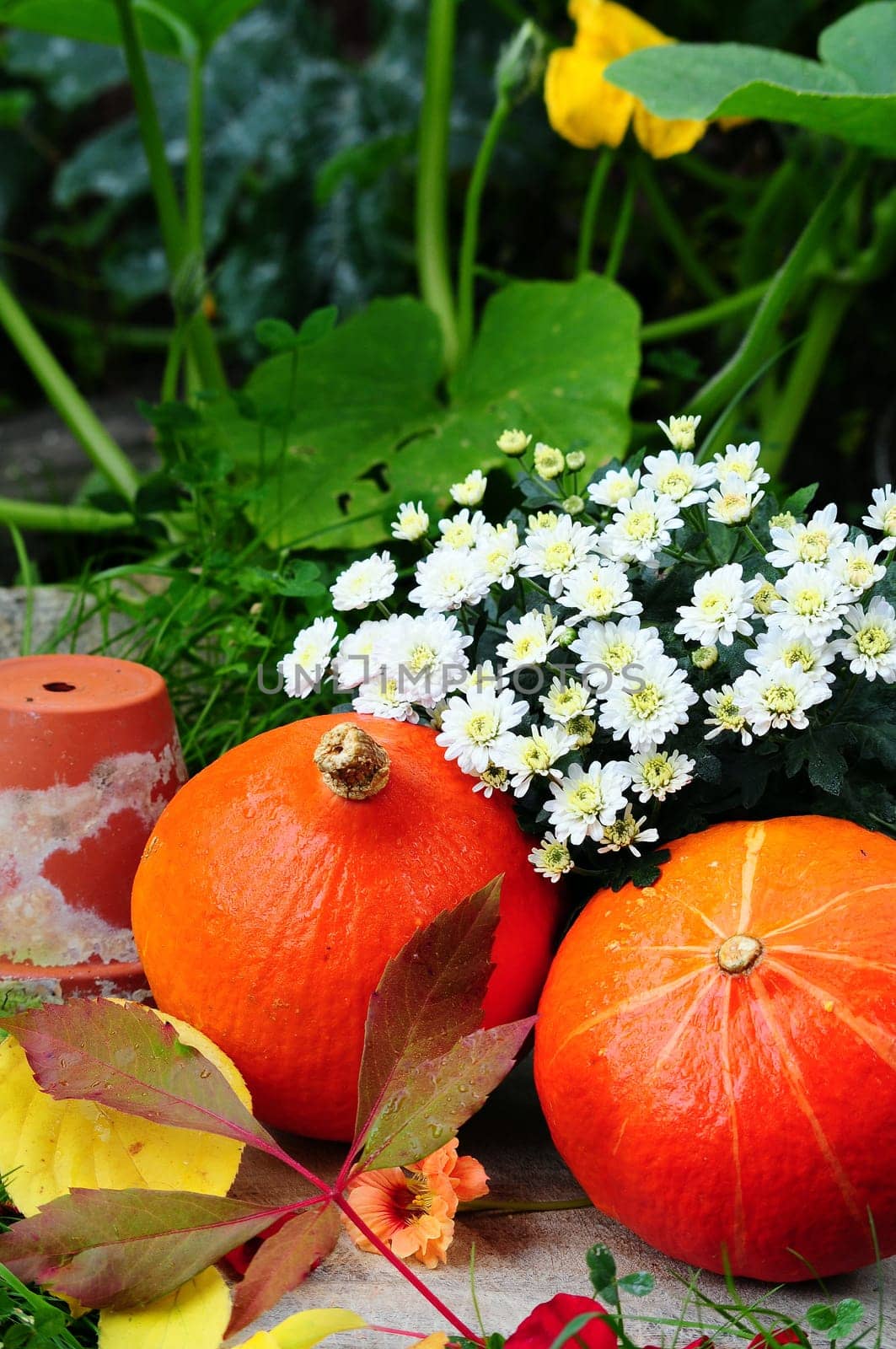 Pumpkin and flowers