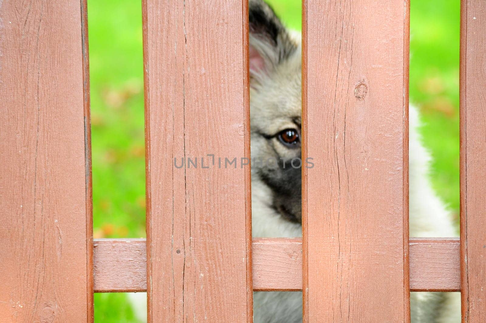 Dog Fence Locked Up