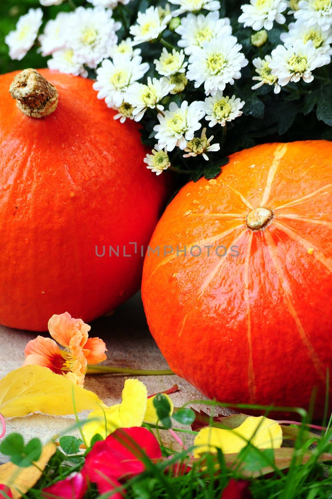 Pumpkin Decoration