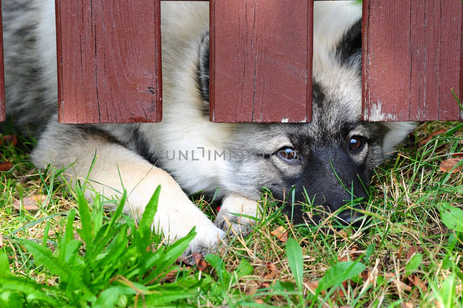 Dog Fence Locked Up
