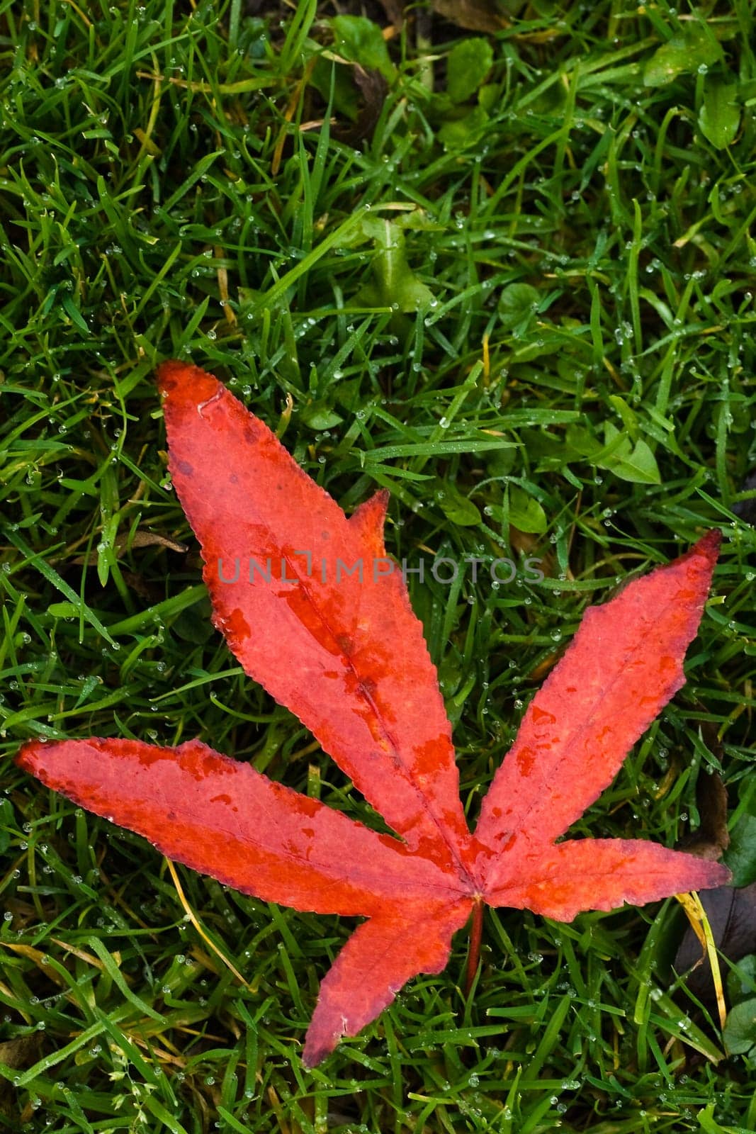 Red fallen leaf on grass in autumn rain