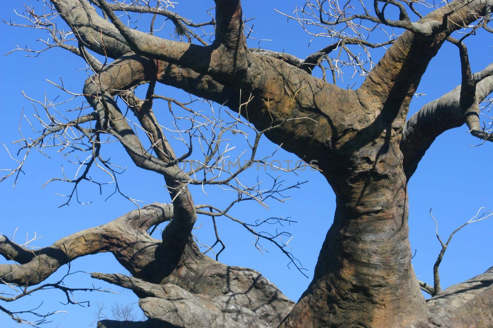Upside Down Tree