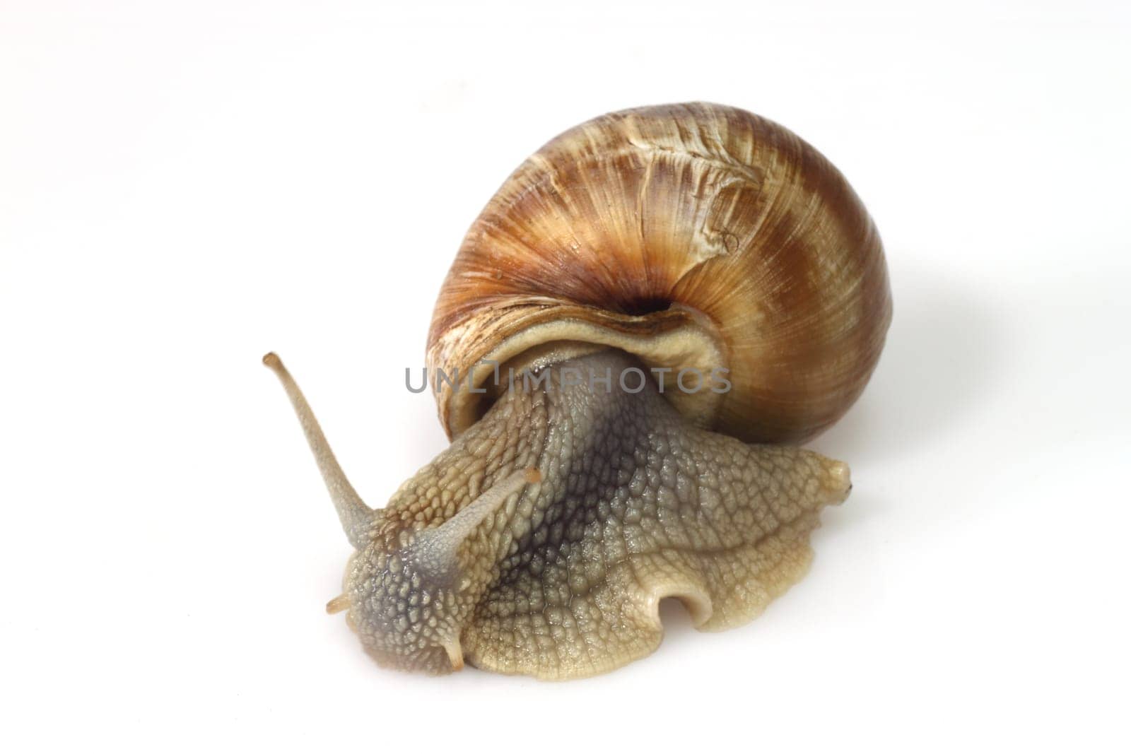Edible snail
