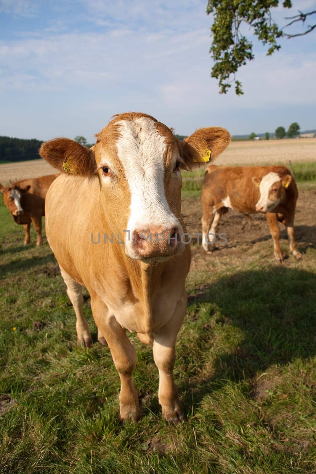 species-appropriate husbandry