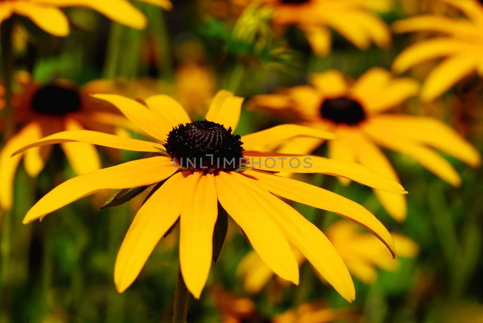 Summer Flower