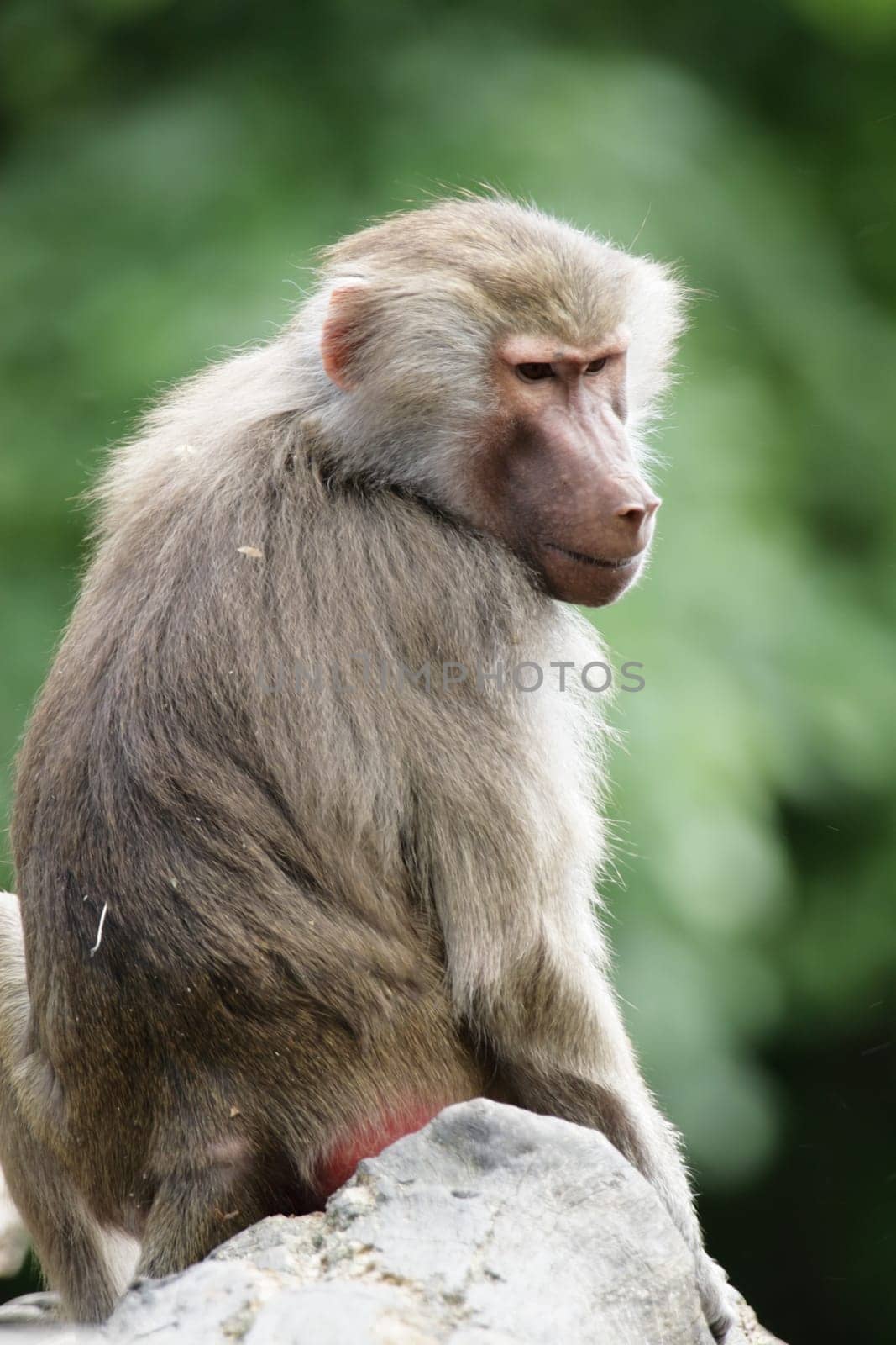 Mantled baboon (Papio hamadryas) sitting on a rock