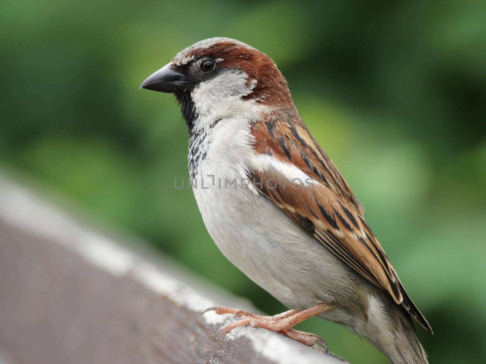 Male house sparrow (Passer domesticus) sitting on a fence