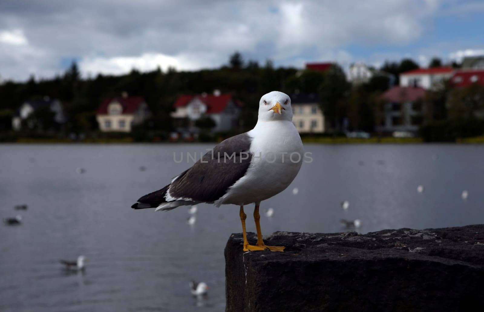 Gull