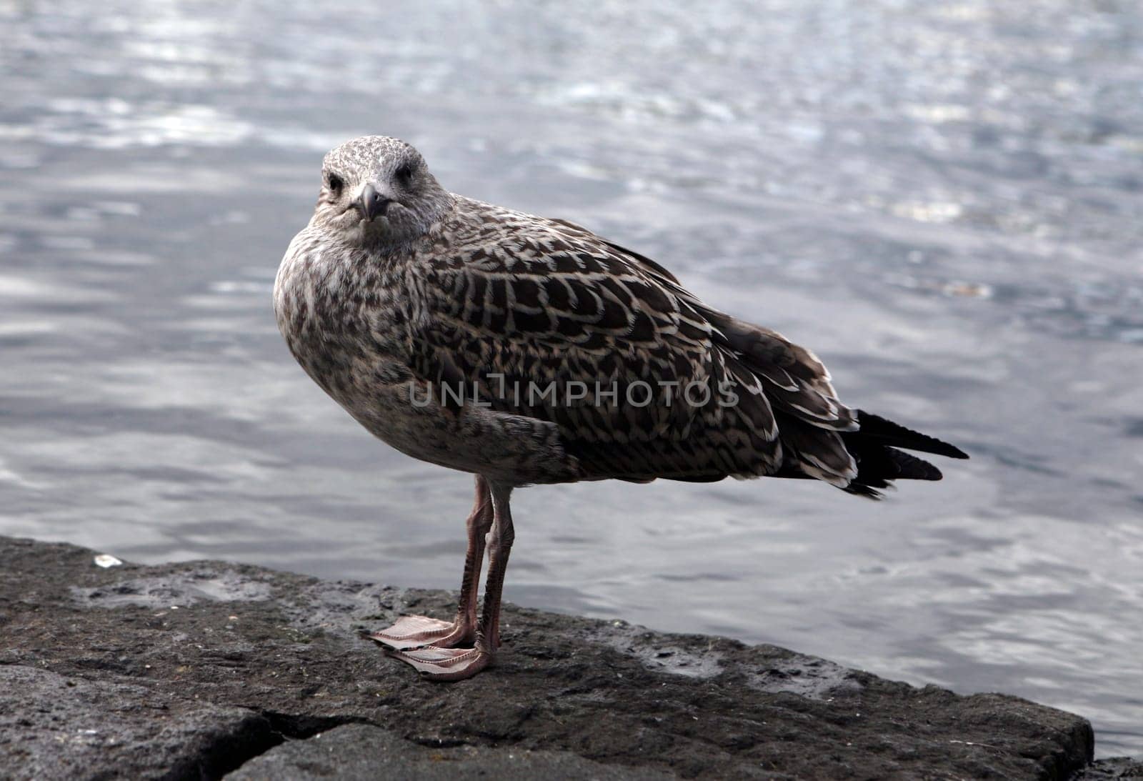 Gull