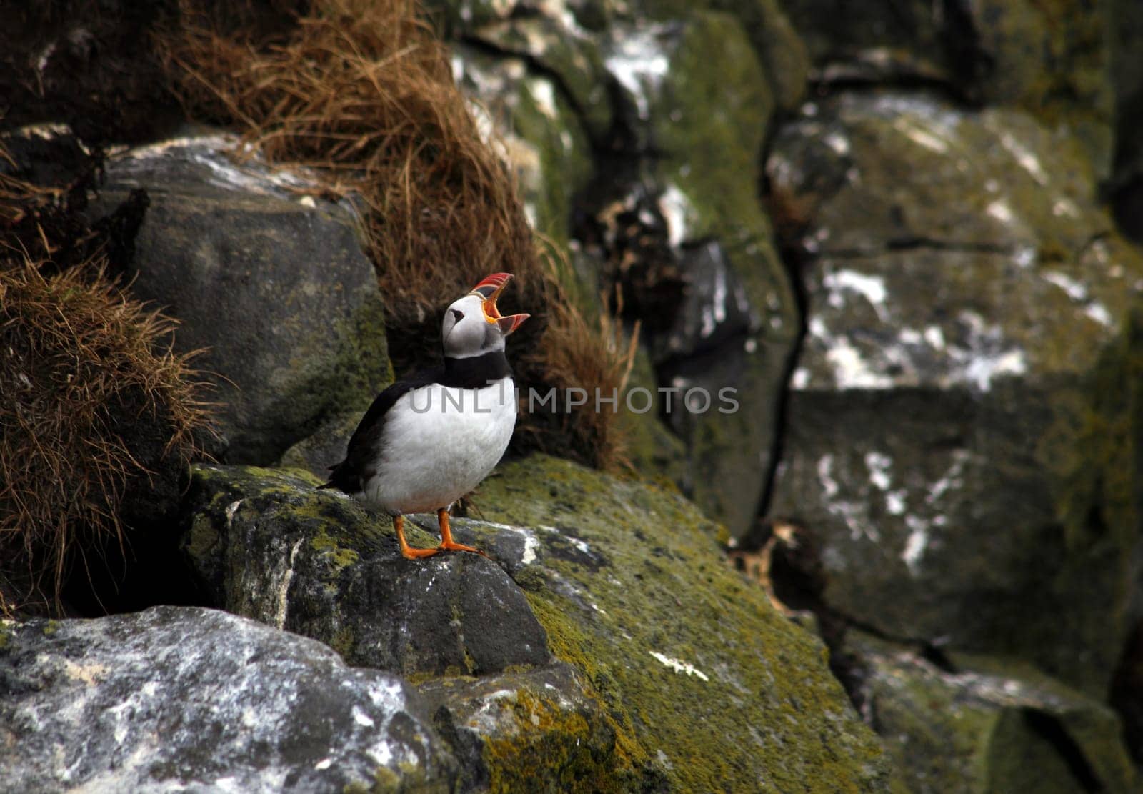 Puffin