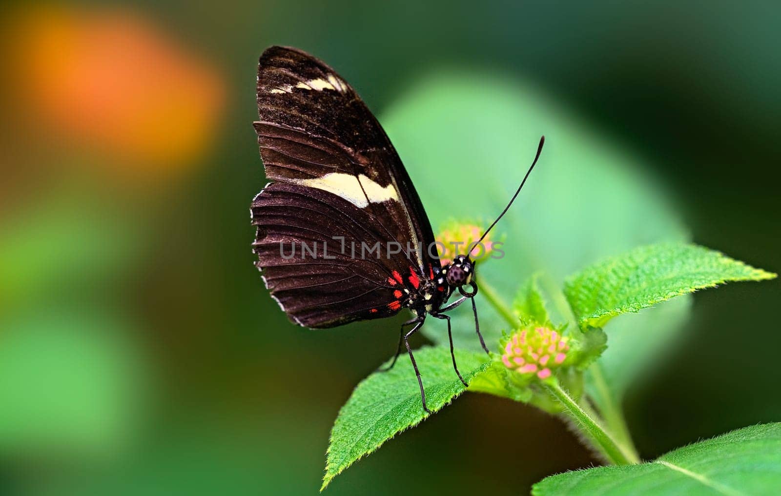 Passion Butterfly