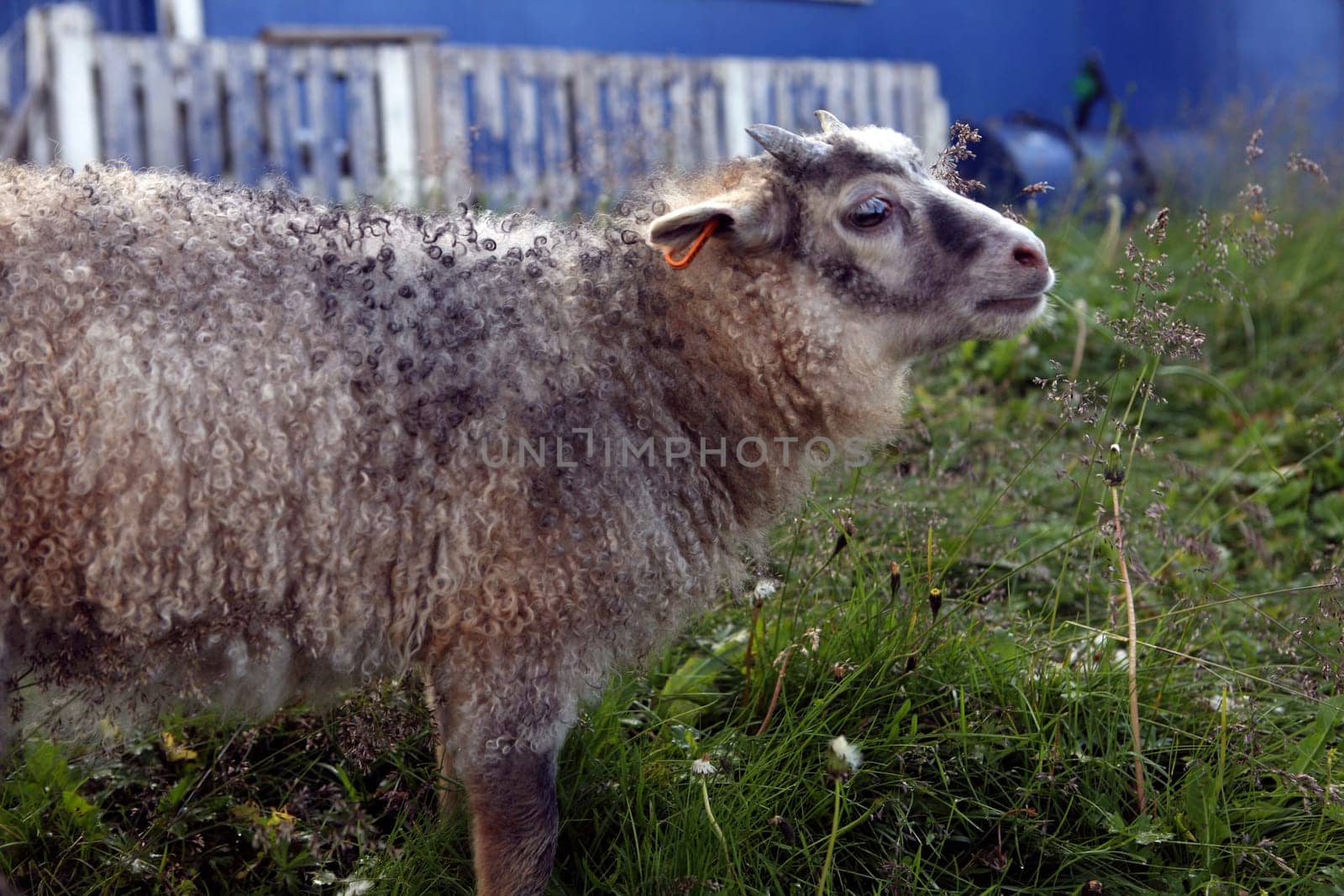 Sheep