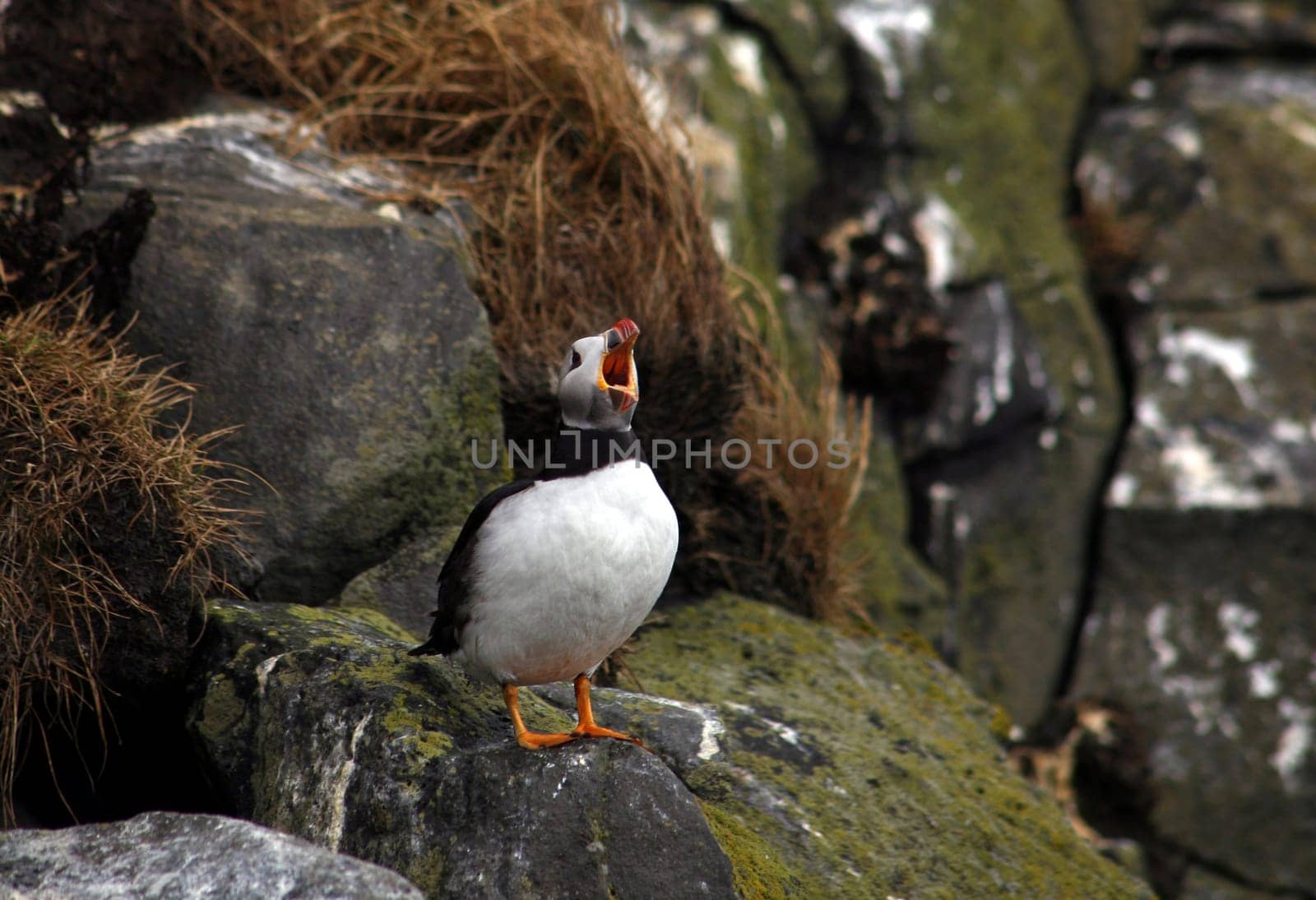 Puffin