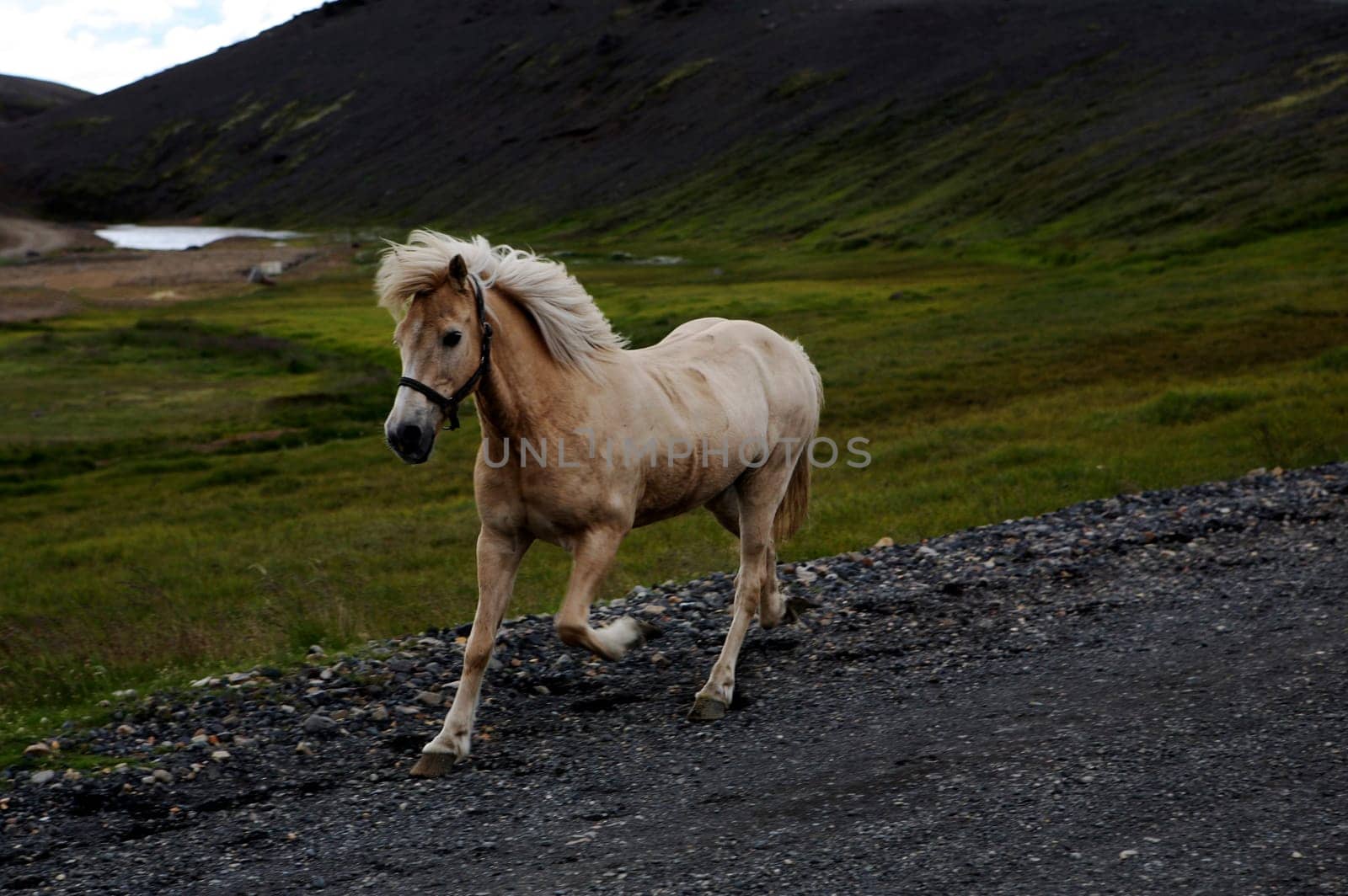 Icelandic horse