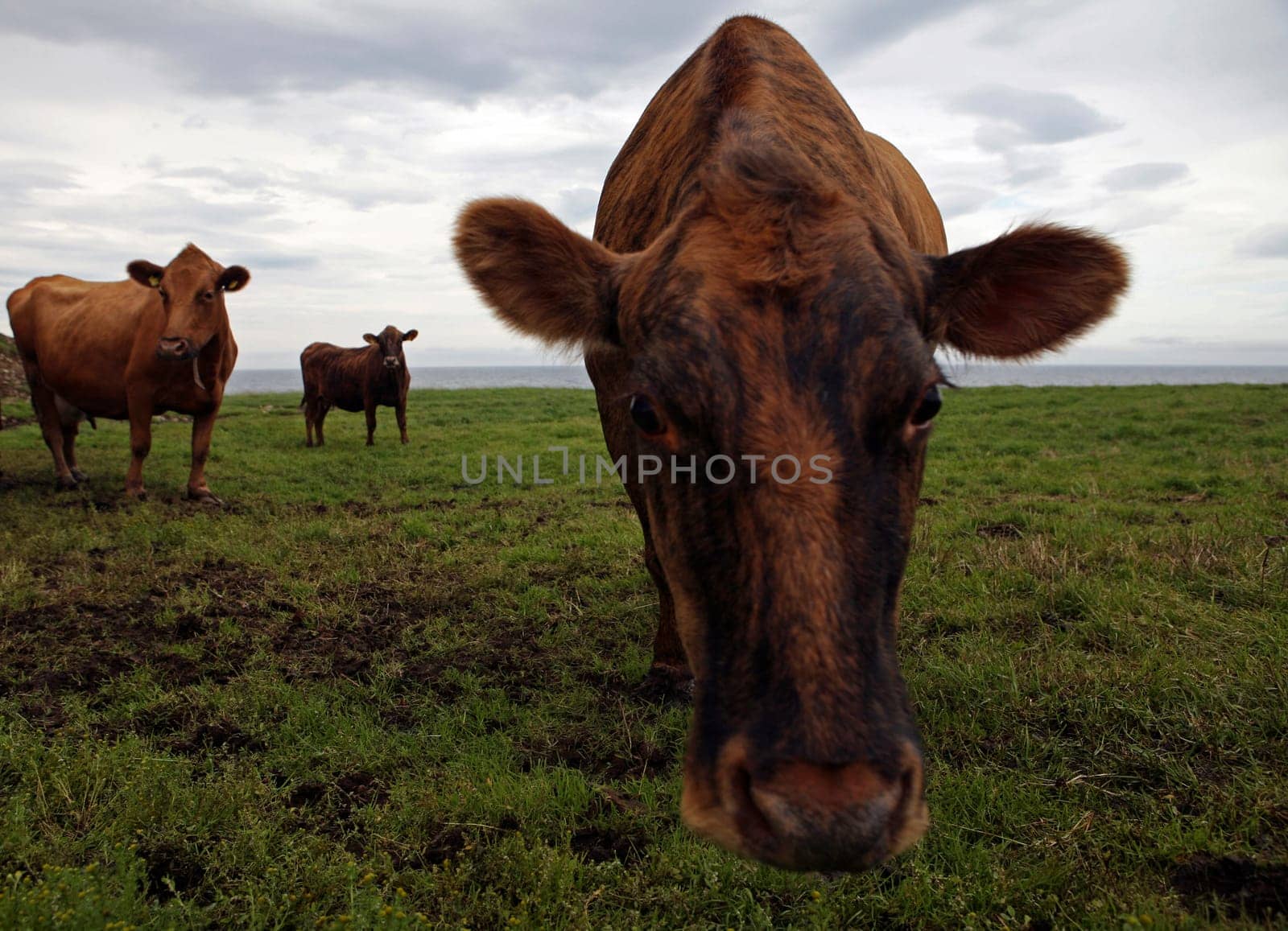 Cow