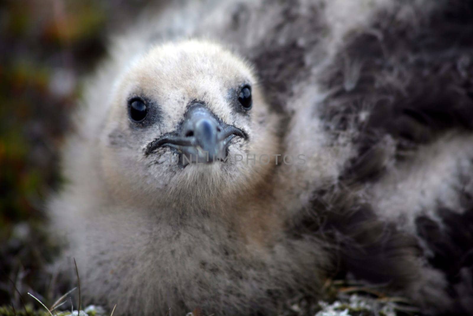 Skua chick
