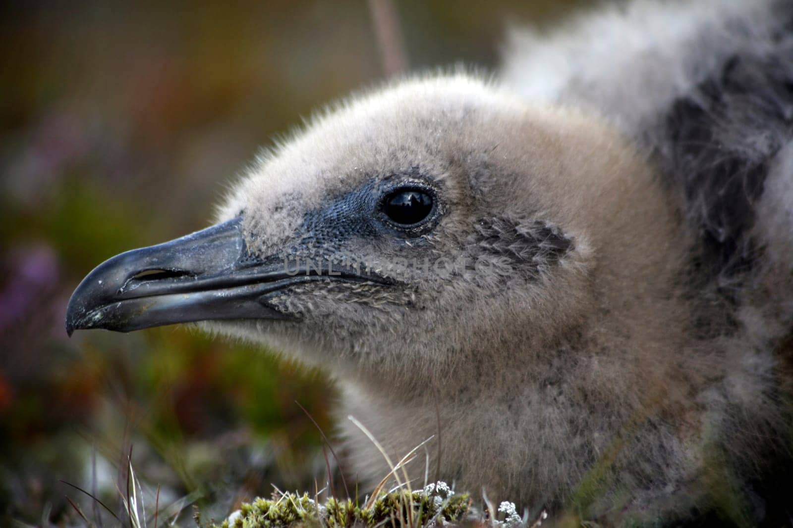 Skua chick
