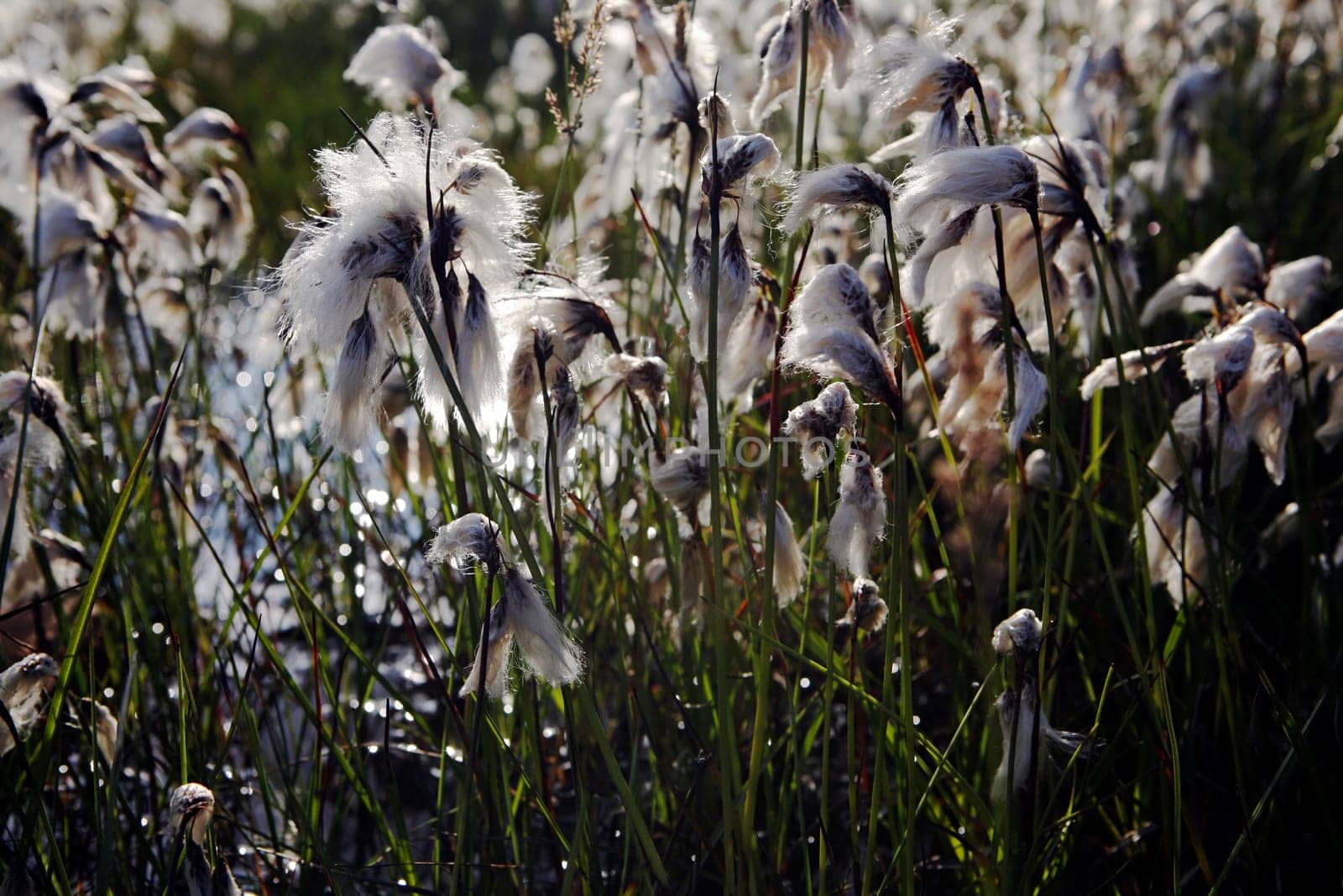 Cotton grass