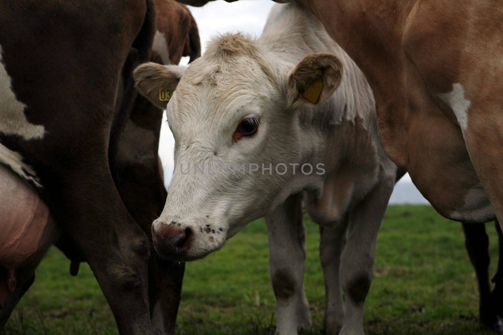 Cows
