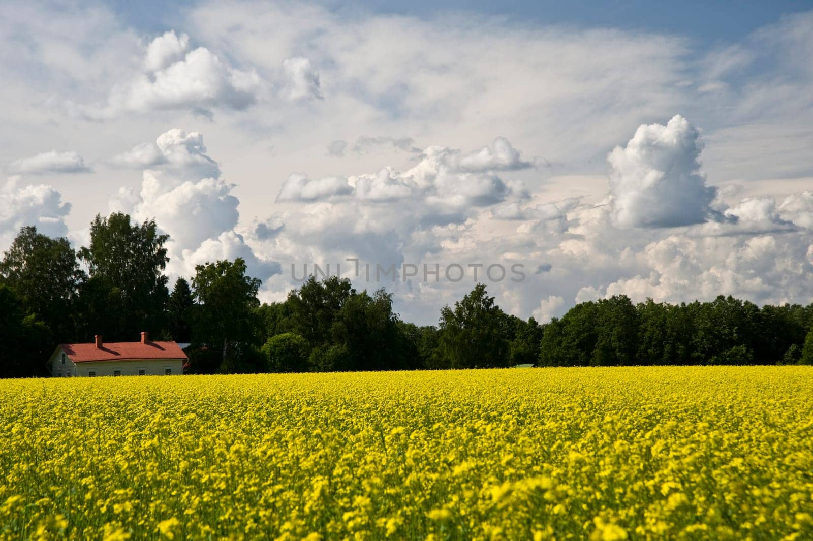 Field