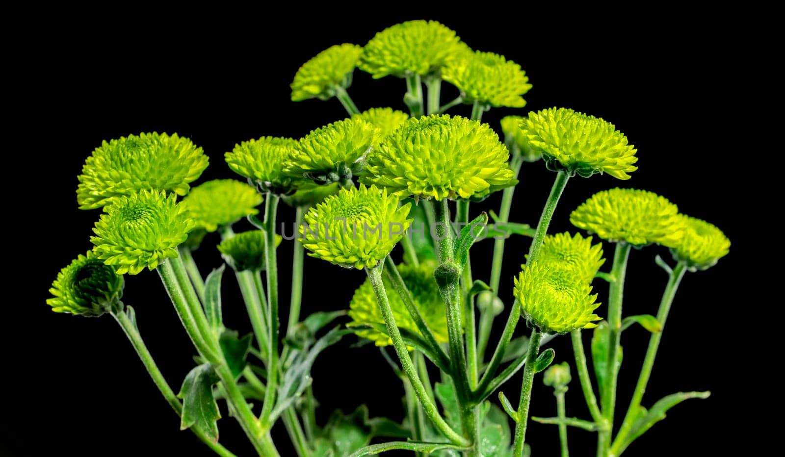 Green chrysanthemum on black background by Multipedia