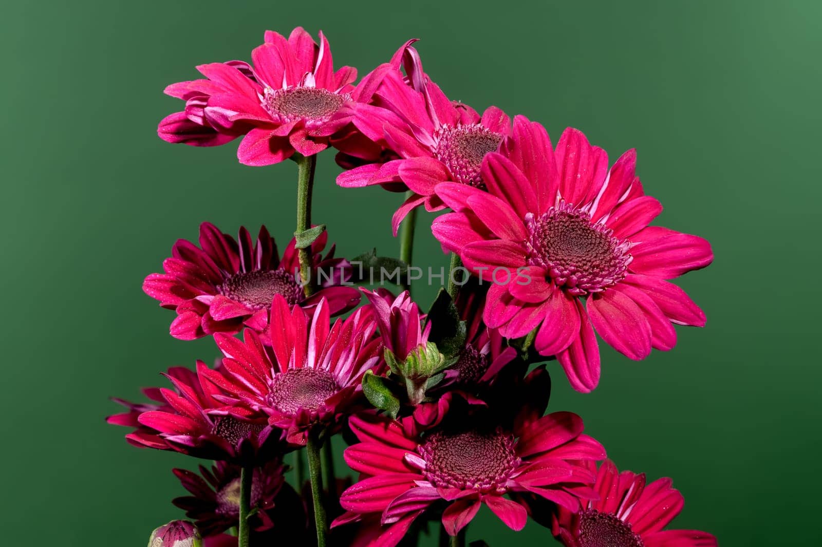 Red chrysanthemum flowers on a green background. Flower heads close-up