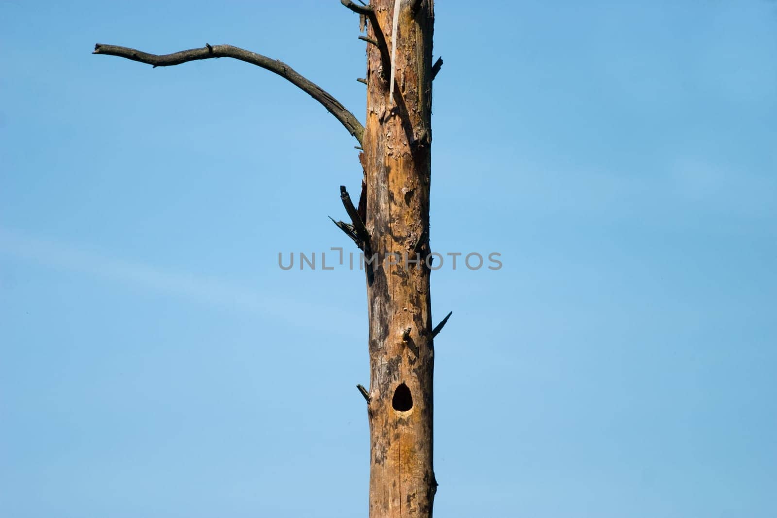 wood