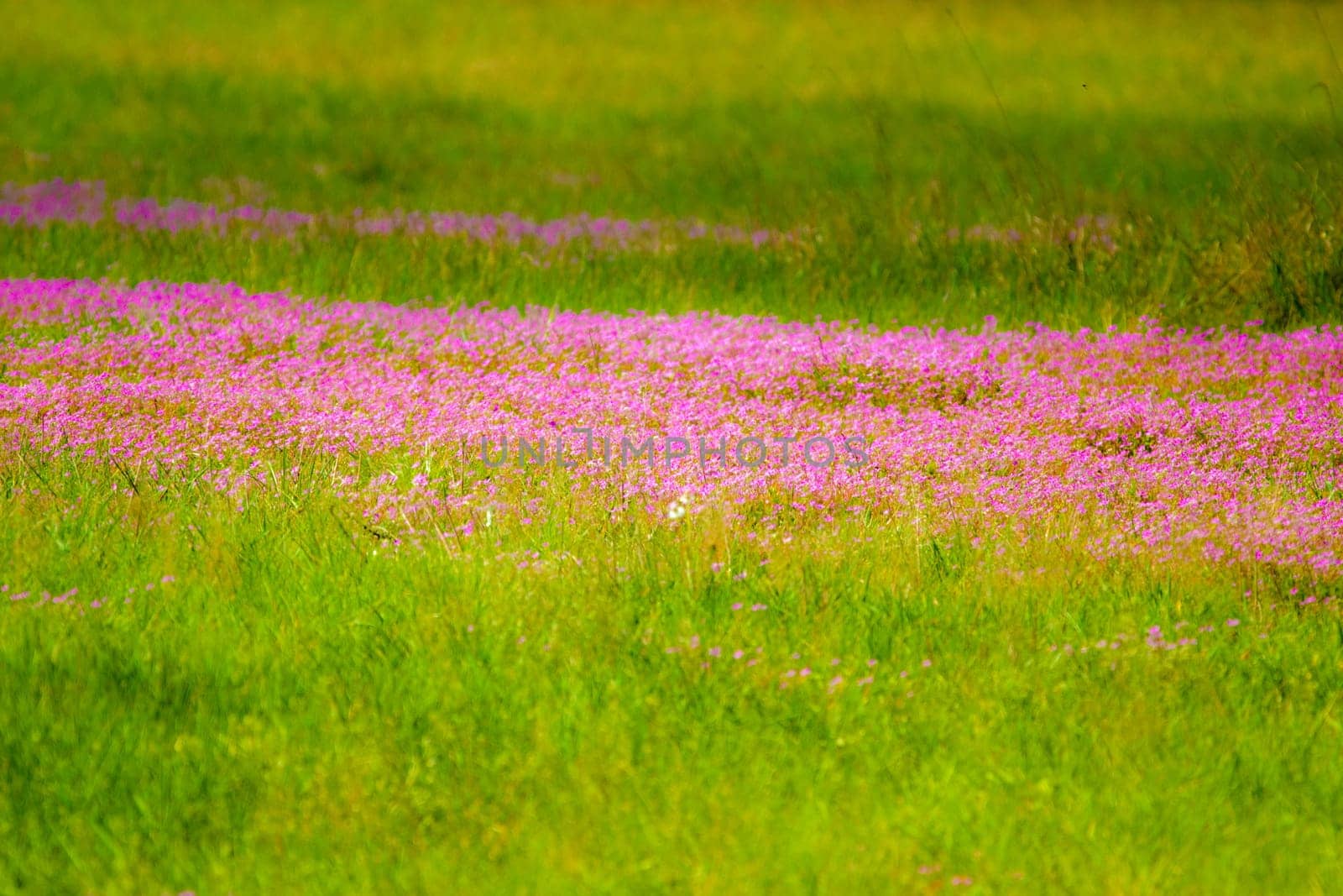 wild flowers