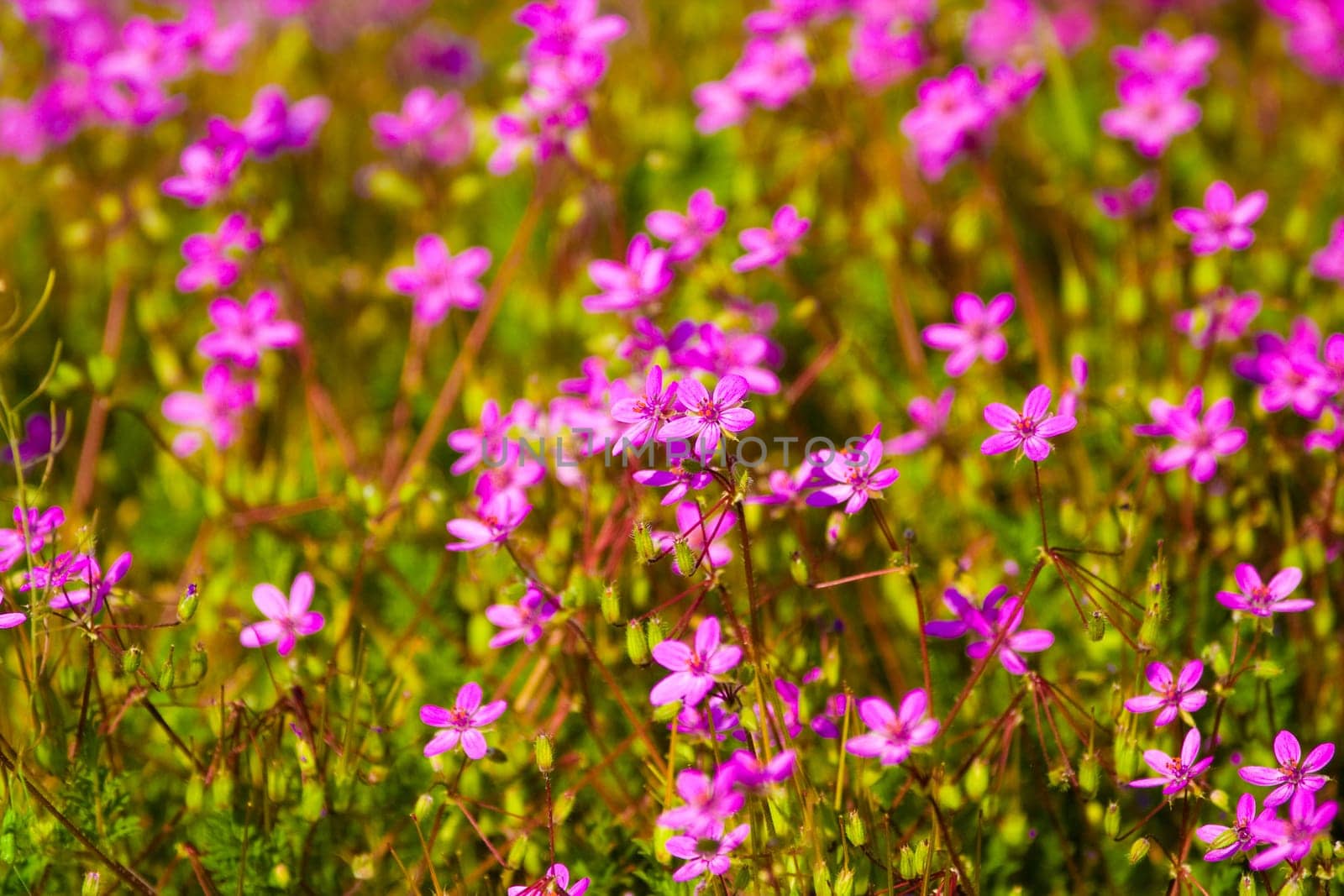 wild flowers