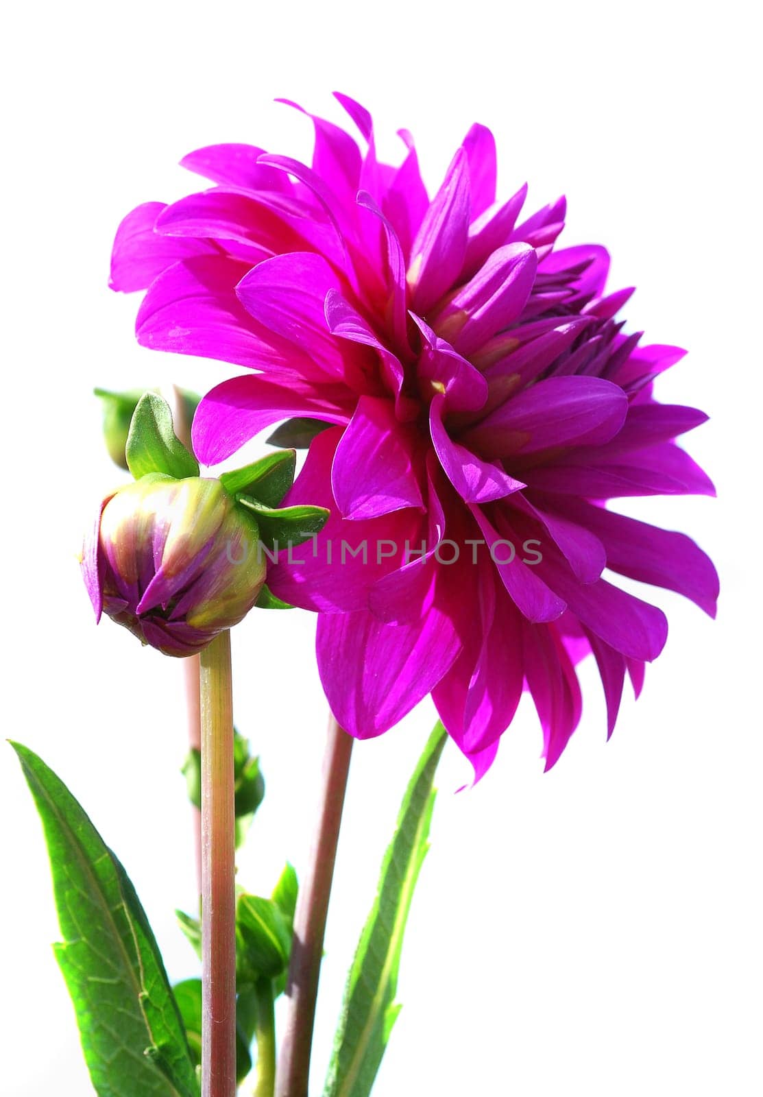Dahlia