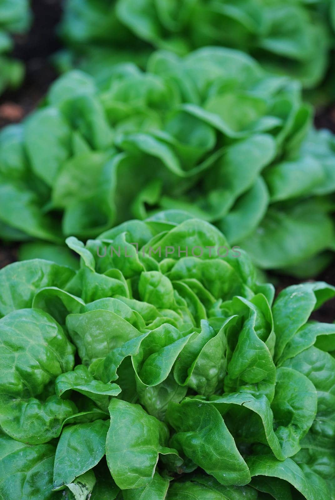 fresh lettuce