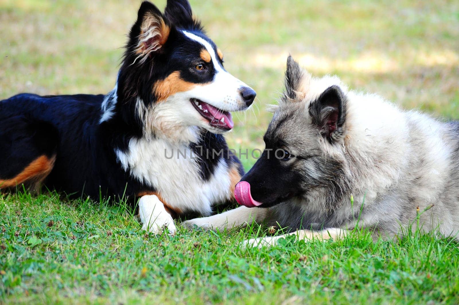 two dogs looking at friends