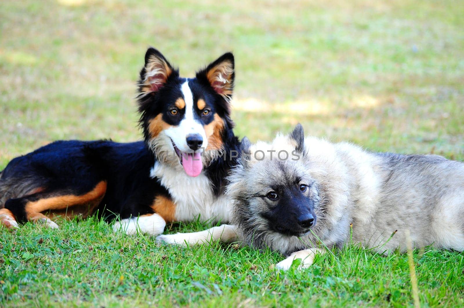 two dogs looking at each other