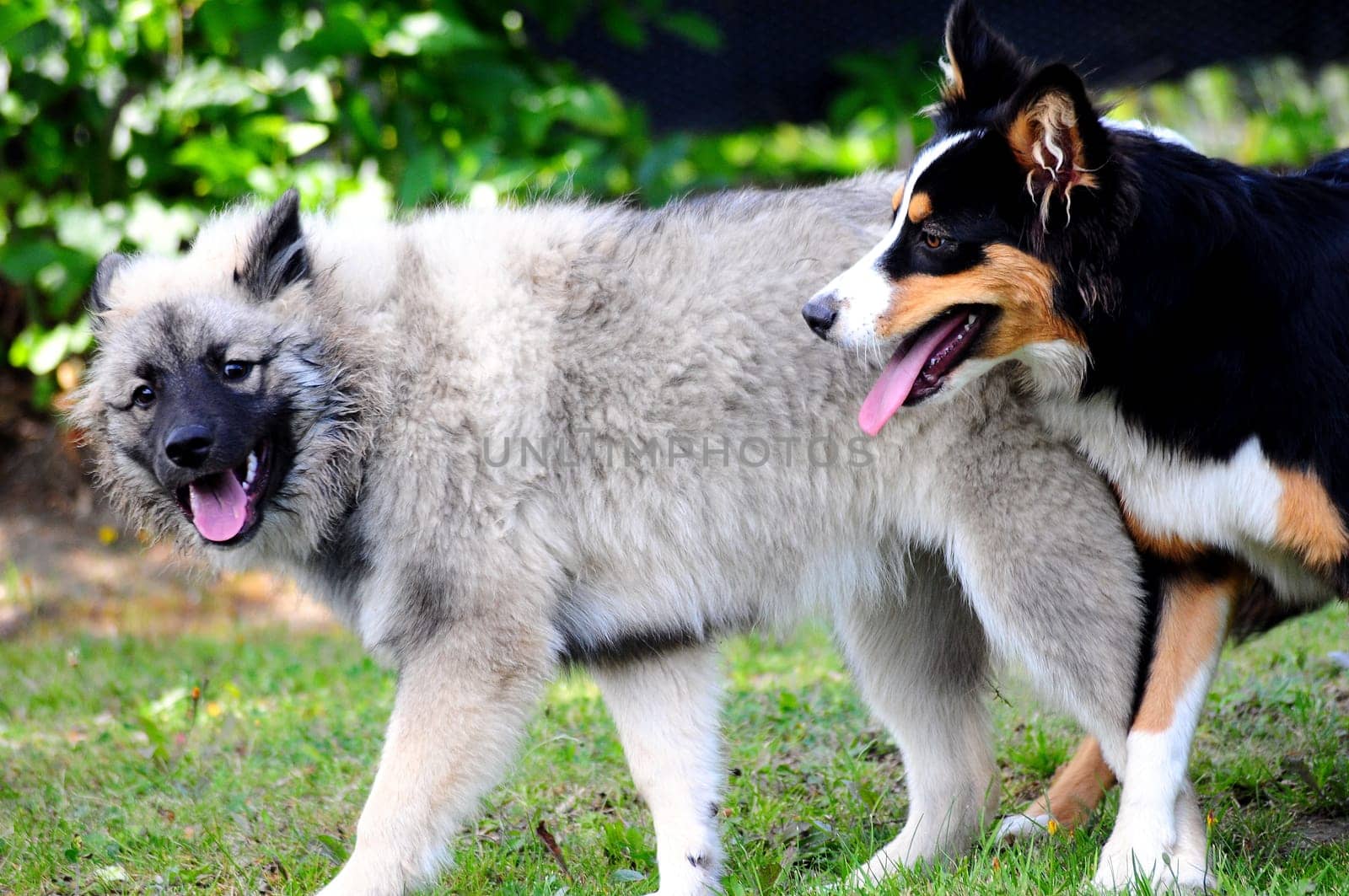 Playing dogs romp on meadow