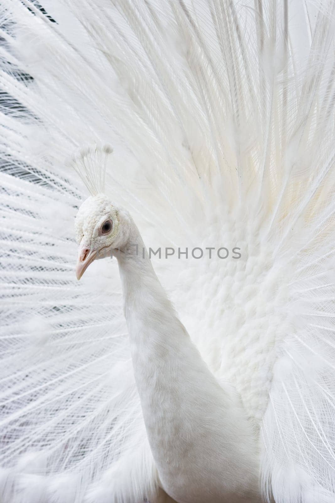 White peacock showing