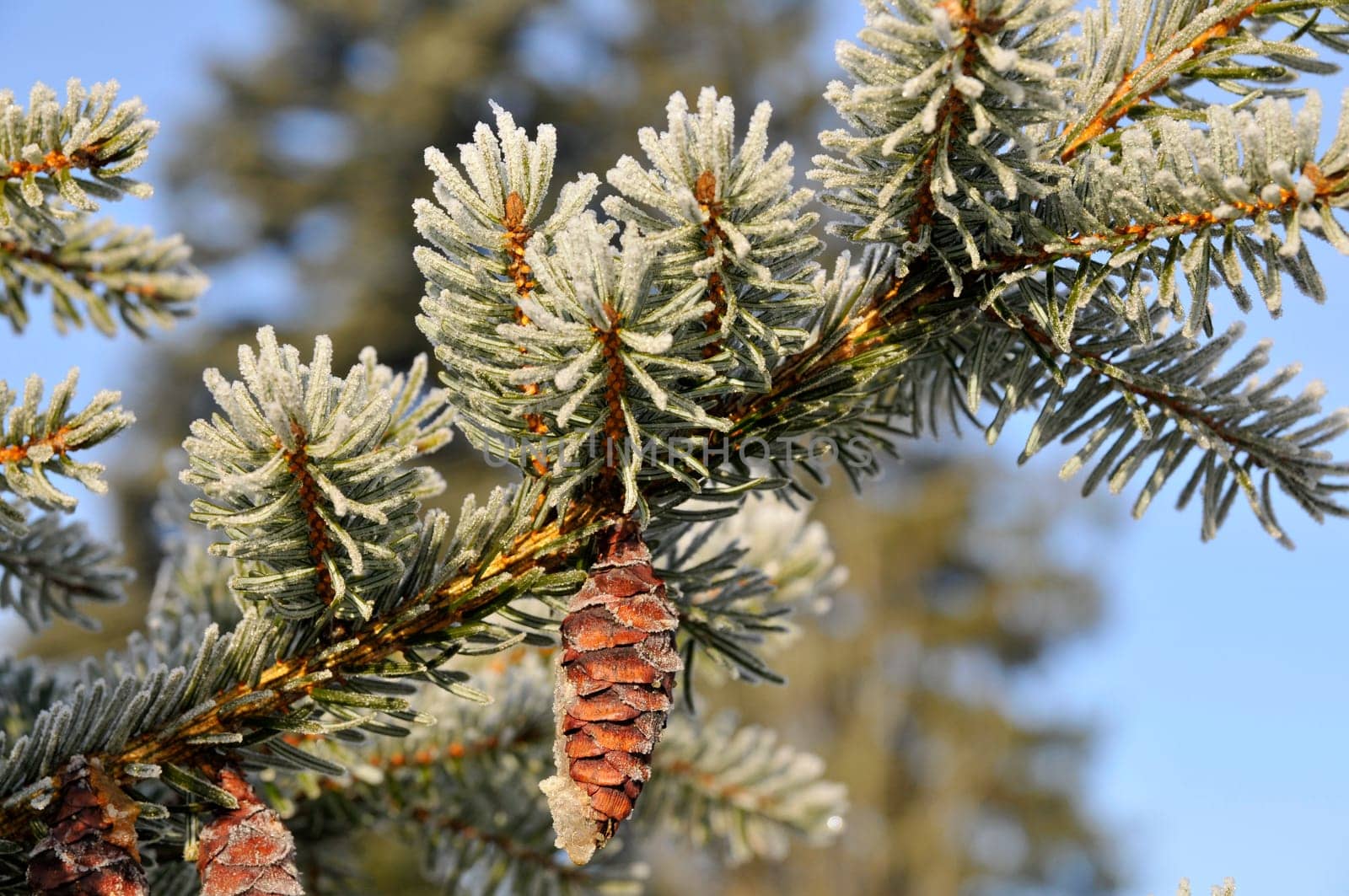 Fir Cones Hoarfrost