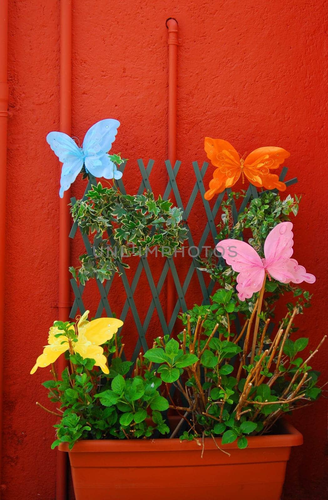 Colorful butterflies