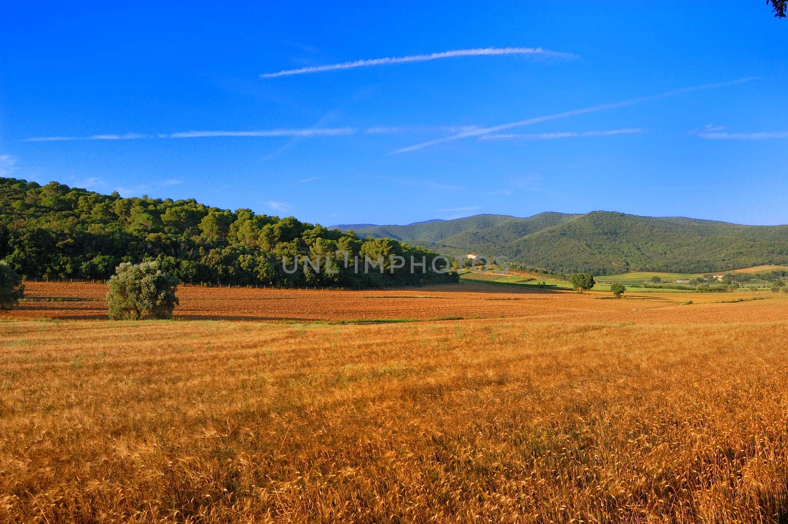 panoramic view of a wheat field
