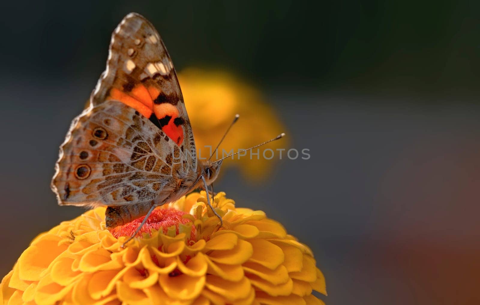 Painted Lady Butterfly 1
