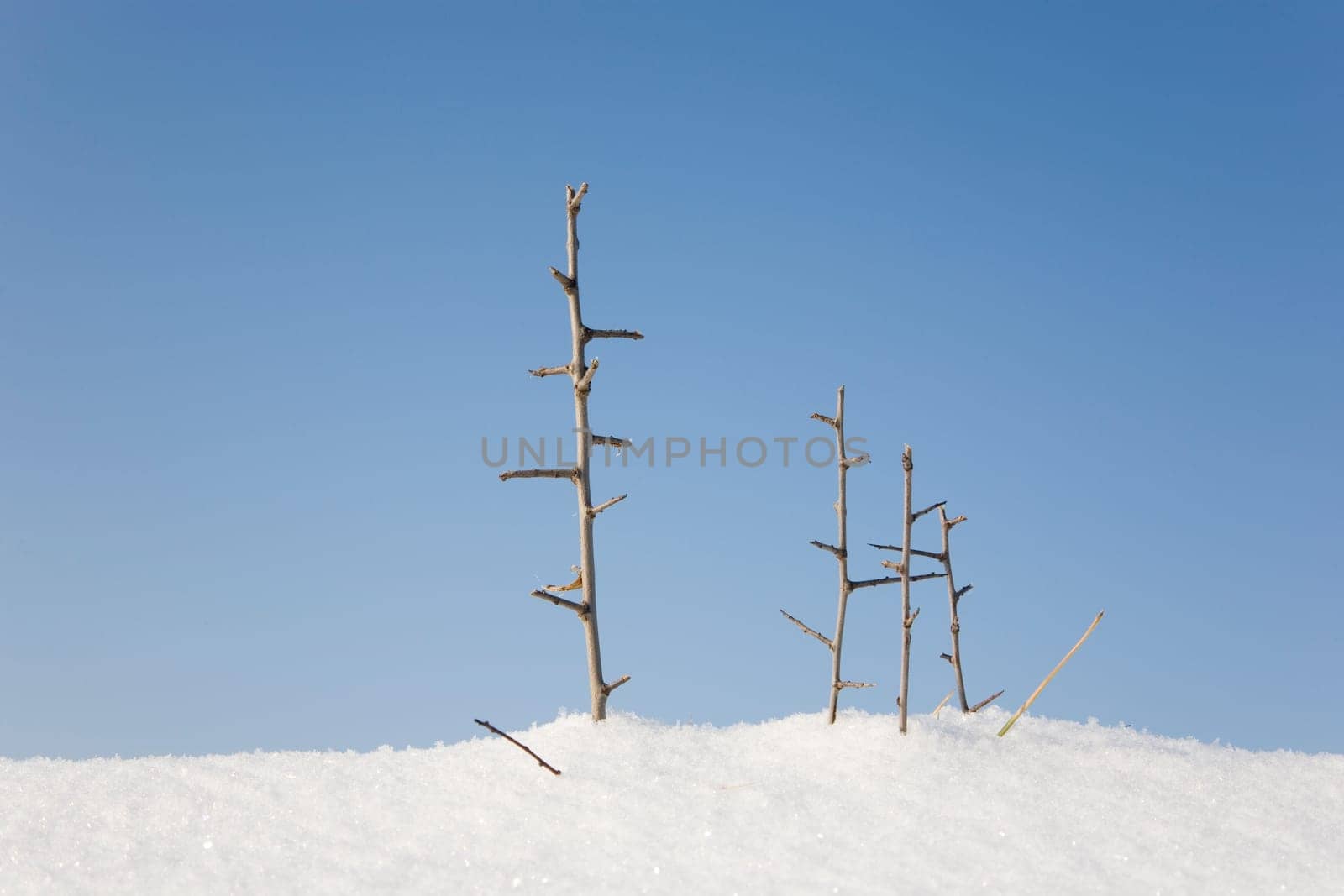 Branches in the snow