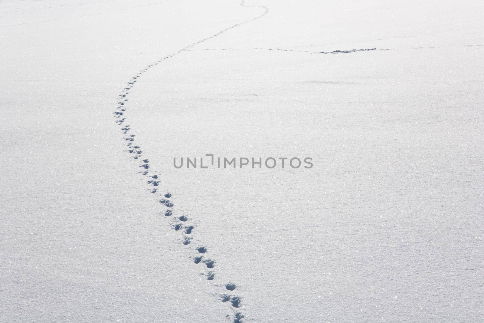 Animal tracks in the snow