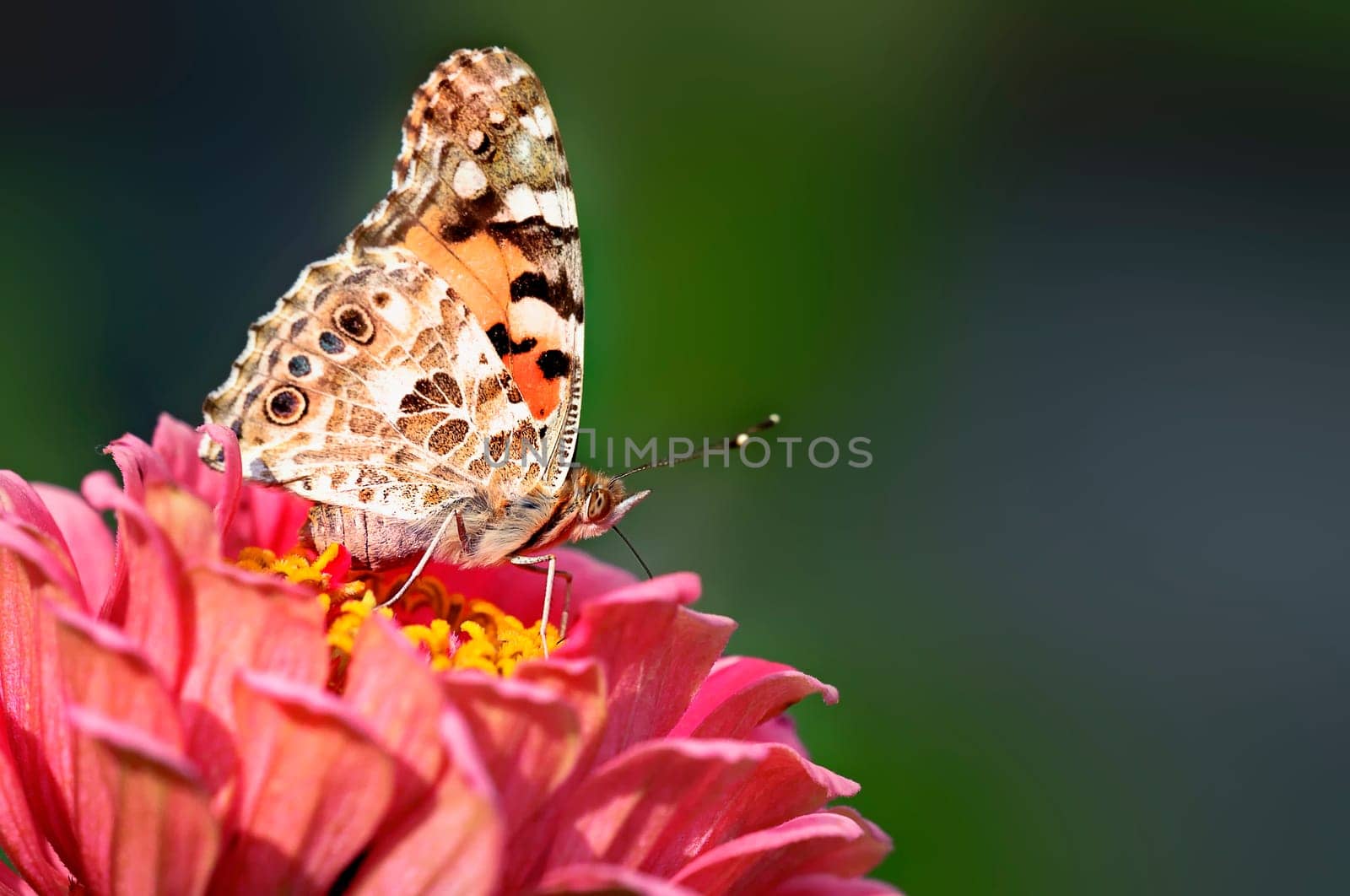 Painted Lady Butterfly 2
