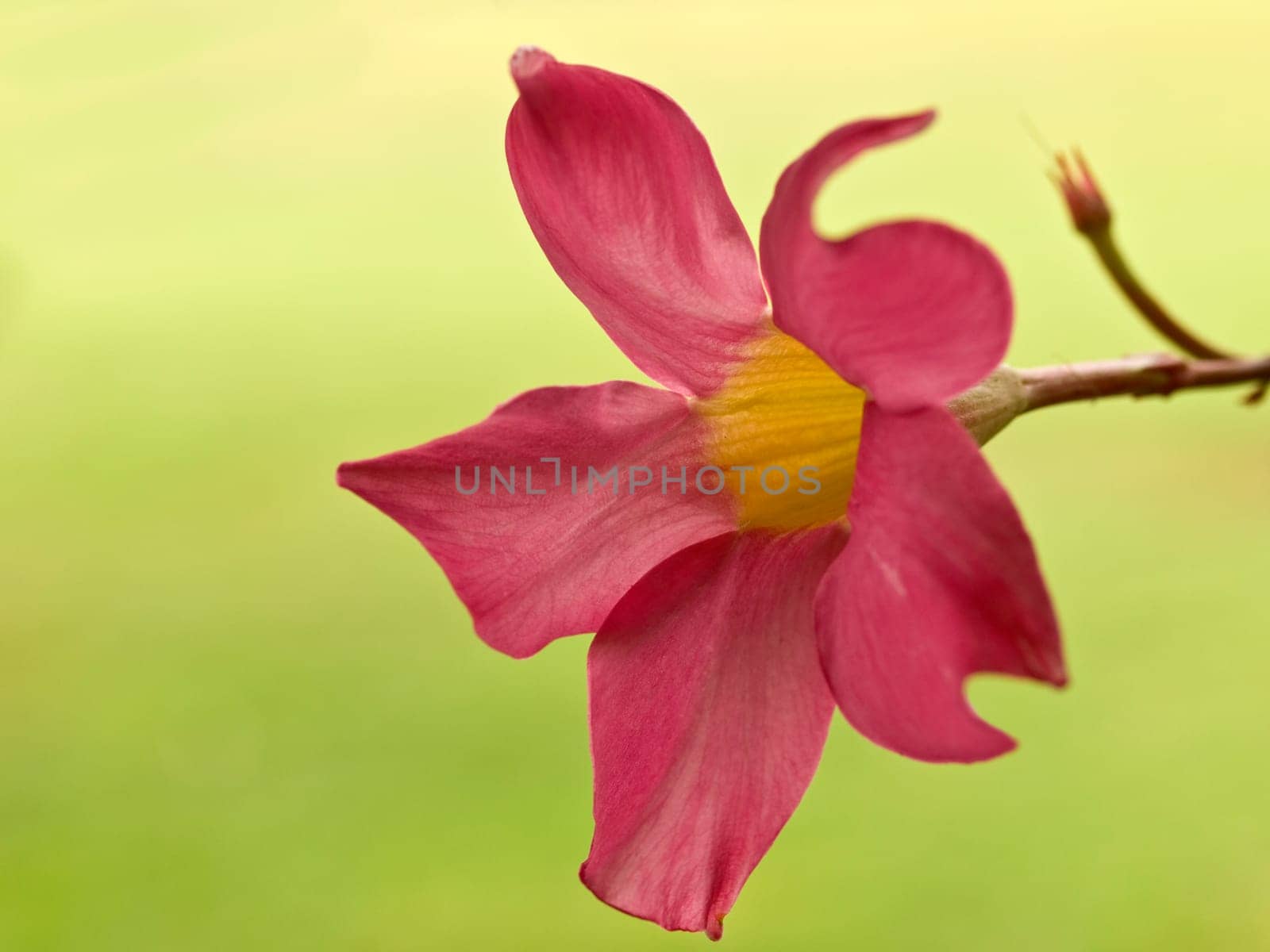 pink flower diplodena rosea