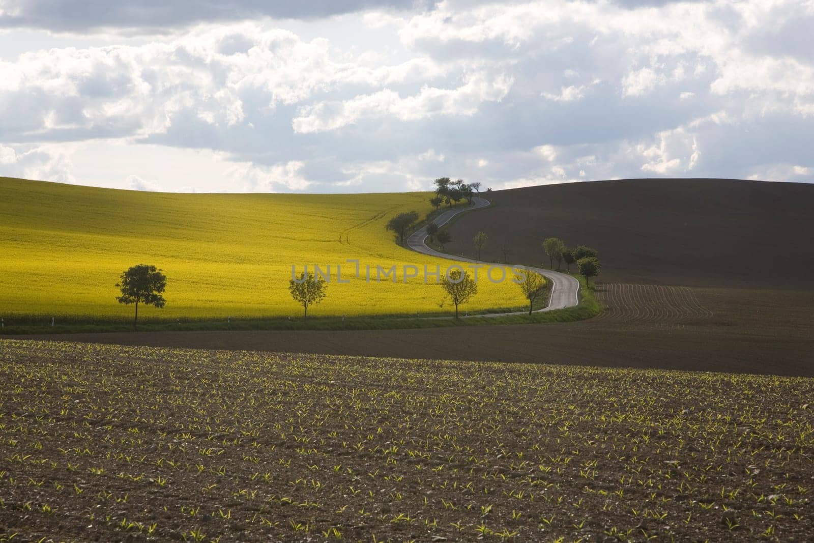 Road and Fields