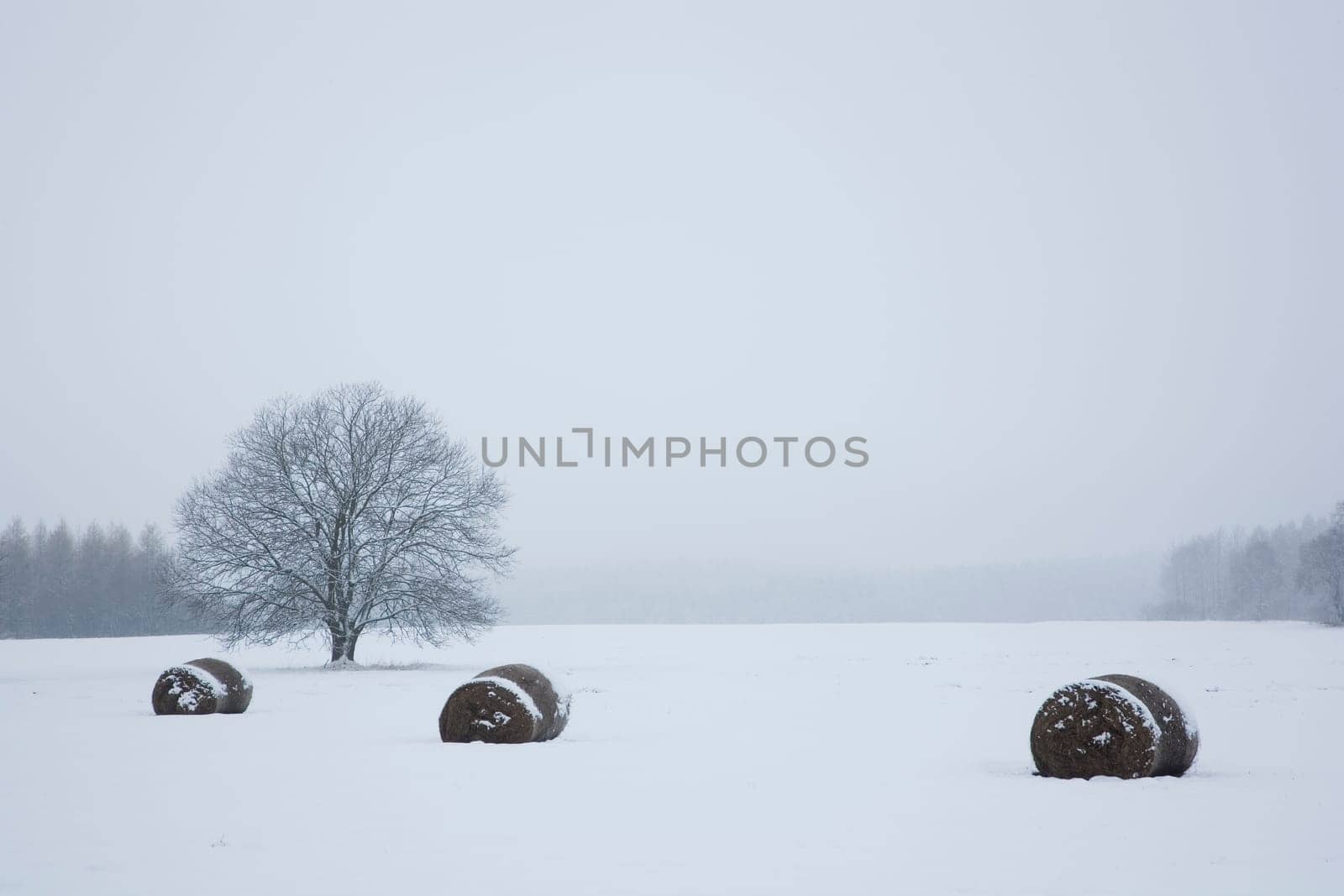 Trees and fields in winter