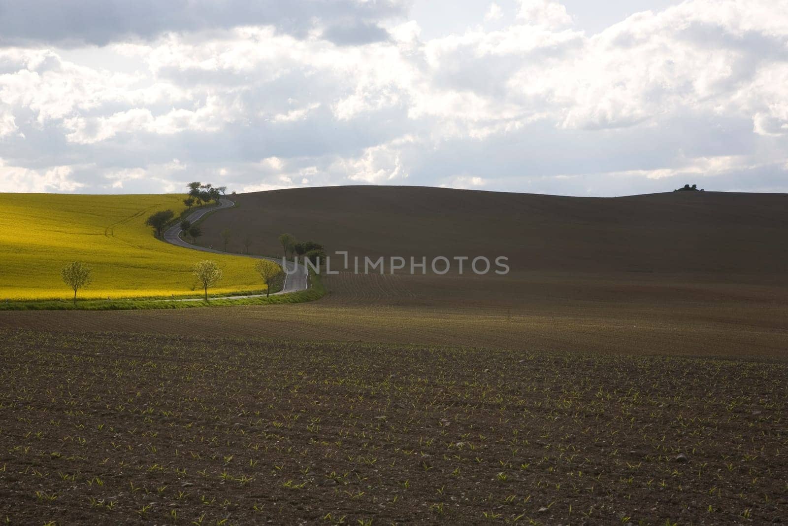 Road and Fields