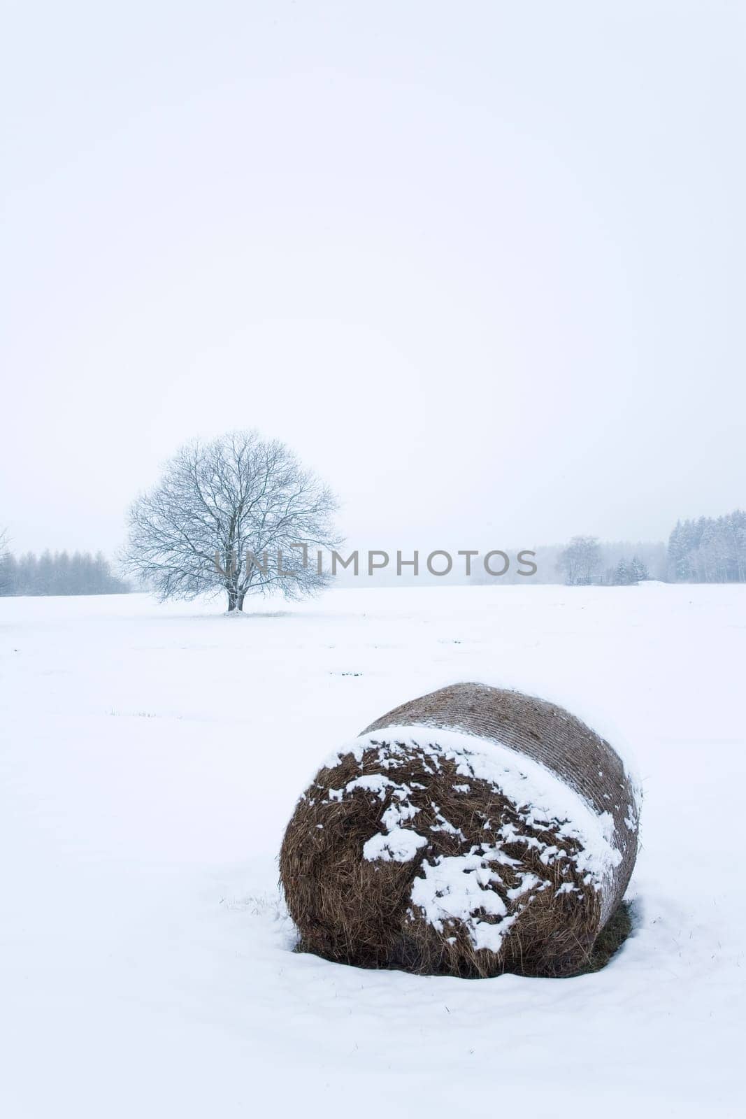 Trees and fields in winter