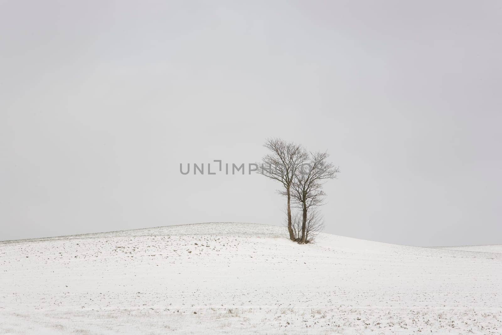 Group of trees in winter