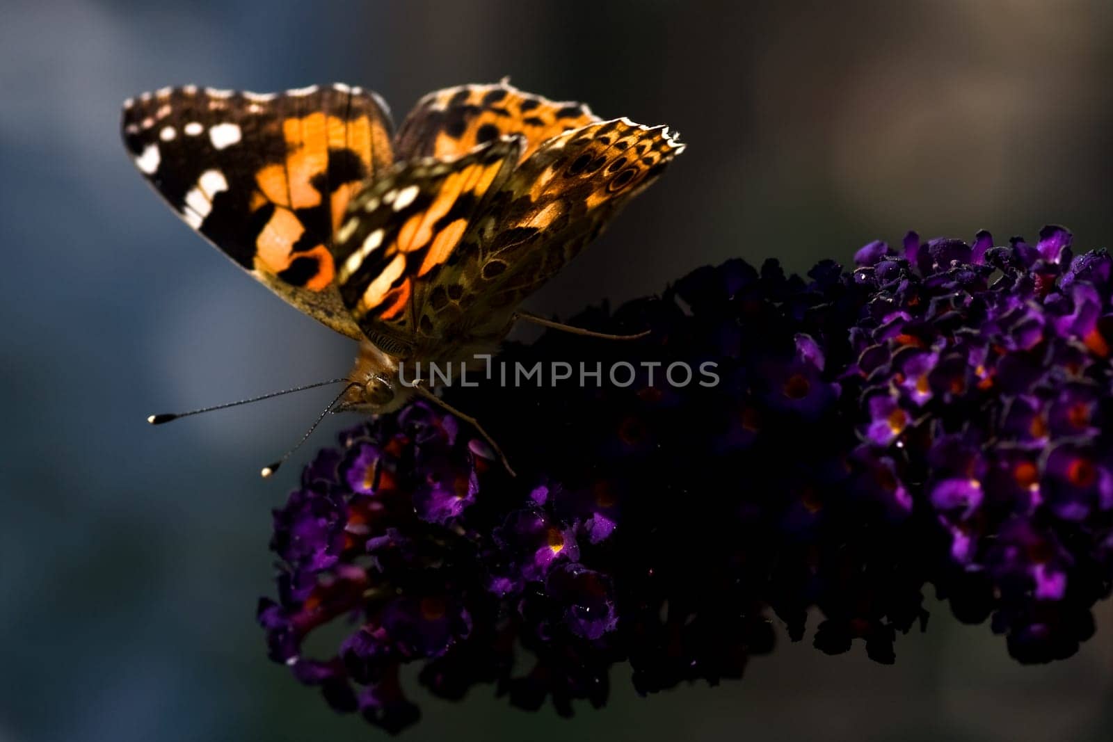 Painted lady on butterfly bush in summer